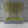Green Bamboo Bonsai Potted Plants In Rectangular Planter With Gray Background And Lush Foliage