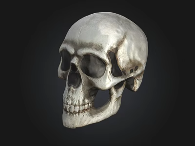 Detailed Human Skull With Realistic Texture Isolated On Black Background 3d model