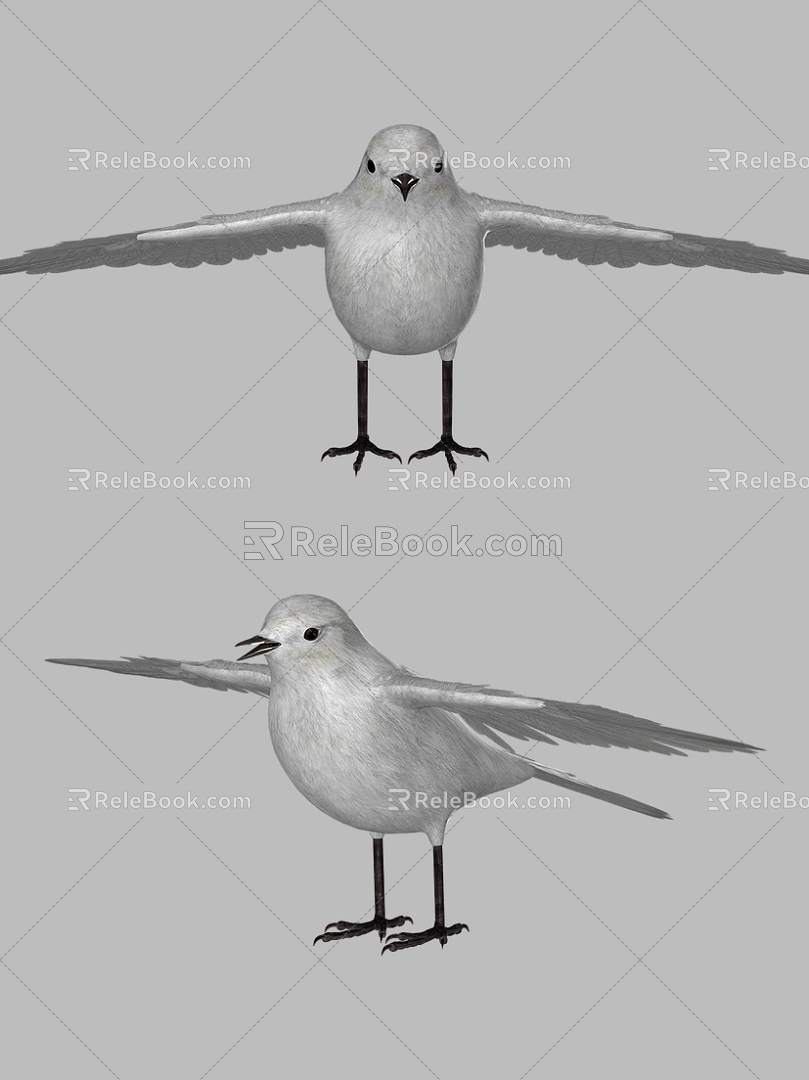 Realistic Point Water Bird Realistic Bird White Wagtail Point Water Bird Zhang Fei Bird Sparrow Wing Animal 3d model