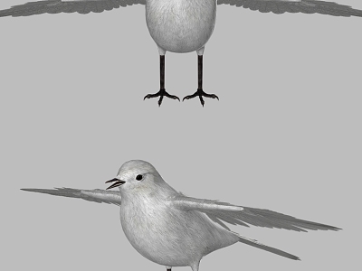 Realistic Point Water Bird Realistic Bird White Wagtail Point Water Bird Zhang Fei Bird Sparrow Wing Animal 3d model