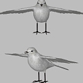 Realistic Point Water Bird Realistic Bird White Wagtail Point Water Bird Zhang Fei Bird Sparrow Wing Animal 3d model