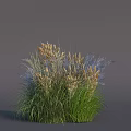 Naturally Growing Lush Herb Cluster With Green Grasses Brown Purple Flower Spikes