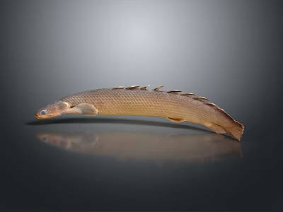 Slender Aquatic Animal Fish With Brown Scales And Long Fins On Black Surface 3d model