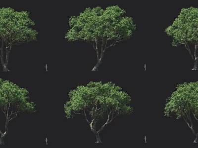 Lush Green Arbor Design With Dense Foliage And Tall Straight Trunk 3d model