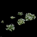 Decorative Shrub With White Flowers And Green Leaves In Various Display Styles