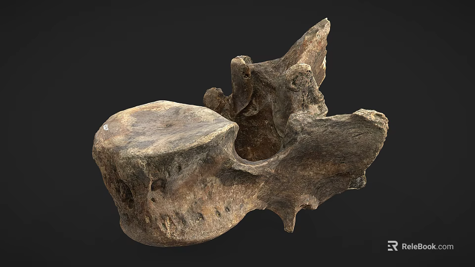 Ancient Fossil Bone Specimen With Rough Surface And Dark Background 3d model