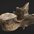 Ancient Fossil Bone Specimen With Rough Surface And Dark Background 3d model
