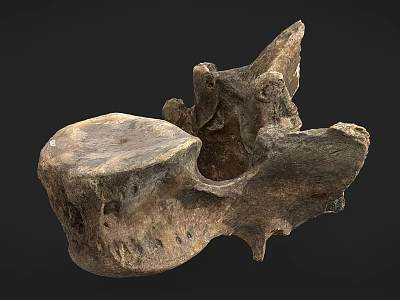 Ancient Fossil Bone Specimen With Rough Surface And Dark Background 3d model