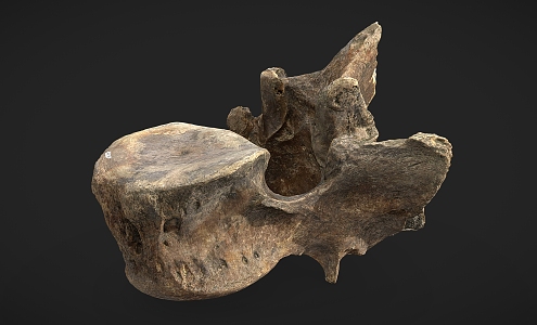 bone skull zygomatic bone 3d model