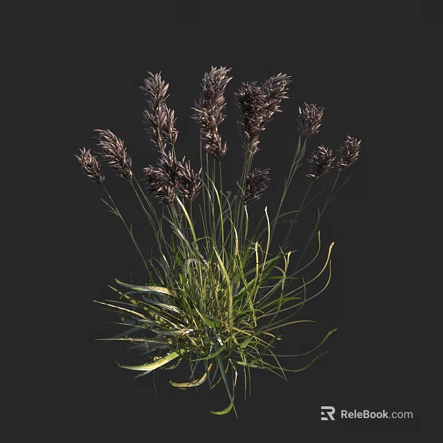 Clump of Herbaceous Plants with Dark Spikelets and Green Leaves on Dark Background 3d model 