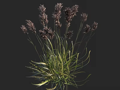 Clump of Herbaceous Plants with Dark Spikelets and Green Leaves on Dark Background 3d model