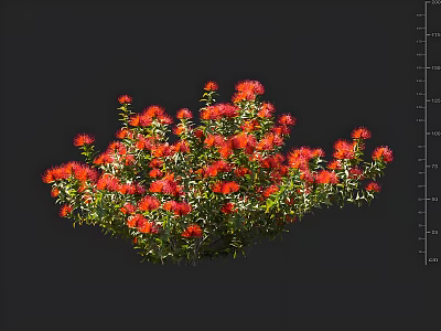 Vibrant Red Blooming Flowers And Green Plants With Lush Leaves In Garden 3d model