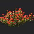 Vibrant Red Blooming Flowers And Green Plants With Lush Leaves In Garden