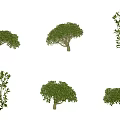Camellia evergreen shrub plant tea tree deciduous shrub tree courtyard garden tea tree shrub camellia tree 3d model