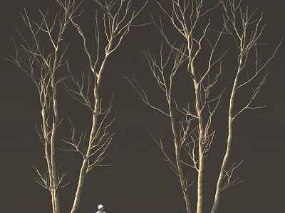 Tall Leafless Winter Trees With Withered Branches Against Black Background 3d model