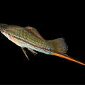 Colorful Freshwater Fish with Striped Body Orange Tail and Shiny Scales