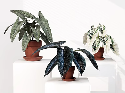 Lush Potted Plants With Large Green Leaves Variegated Foliage And Terracotta Pots On White Stands 3d model