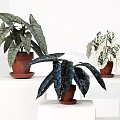 Lush Potted Plants With Large Green Leaves Variegated Foliage And Terracotta Pots On White Stands