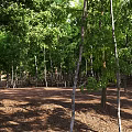 Aerial View Of Green Forest With Neatly Arranged Trees And Brown Ground