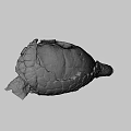 Ancient Fossil Skull Specimen Number 44 85 From Science Lab University of Nevada