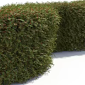 Lush Green Garden Hedge With Dense Foliage For Landscaping Projects