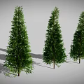 Three Tall Green Evergreen Trees with Lush Foliage and Trunks and Long Shadows on Ground