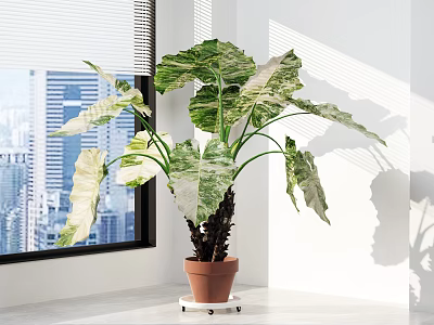 Bonsai Potted Plant With Large Variegated Leaves In Terracotta Pot On Sunlit Window Sill 3d model