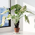 Bonsai Potted Plant With Large Variegated Leaves In Terracotta Pot On Sunlit Window Sill