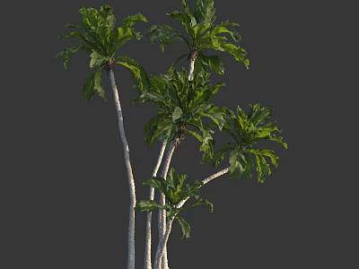Lush Tropical Arbor With Multiple Trunks And Large Green Leaves 3d model