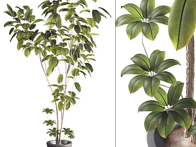 Decorative Bonsai Potted Plant With Lush Green Leaves And Healthy Branch Foliage 3d model