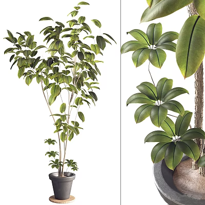 Decorative Bonsai Potted Plant With Lush Green Leaves And Healthy Branch Foliage 3d model