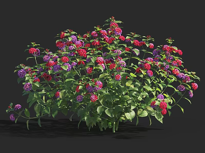 Lush Blooming Flowers With Red Purple Petals And Green Leaves In Garden Bush 3d model
