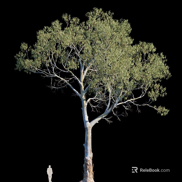 Tall Arbor Tree With White Trunk And Green Leaves Isolated On Black Background 3d model 