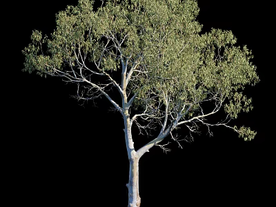 Tall Arbor Tree With White Trunk And Green Leaves Isolated On Black Background 3d model