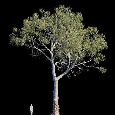 Tall Arbor Tree With White Trunk And Green Leaves Isolated On Black Background 3d model