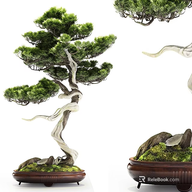 Artistic Bonsai Tree Potted Plant with Curved Trunk Lush Foliage and Rock Moss Decorative Pot 3d model 