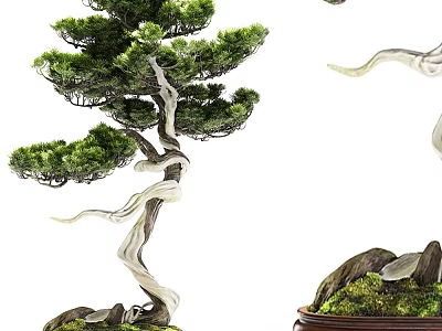 Artistic Bonsai Tree Potted Plant with Curved Trunk Lush Foliage and Rock Moss Decorative Pot 3d model