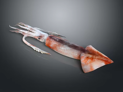 Fresh Squid with Reddish Brown and White Body and Tentacles on Dark Background 3d model