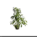 Lush Green Bonsai Potted Plant With White Ceramic Pot For Indoor Decoration