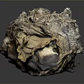 Organ Specimen With Hair Like Fibrous Textured Surface And Irregular Shape