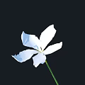 Beautiful White Flower with Delicate Petals and Green Stem Against Black Background