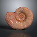 Chi chrysanthemum stone ancient fossil stone chrysanthemum fossil items 3d model