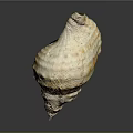 Natural Conch Shell With Organ Like Structure And Hair Like Texture