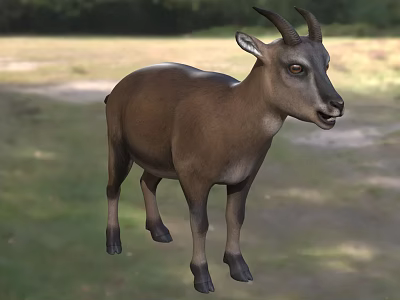 Wild Horned Reptile Standing In Natural Grassland Habitat With Green Vegetation 3d model