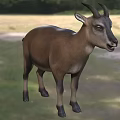 Wild Horned Reptile Standing In Natural Grassland Habitat With Green Vegetation