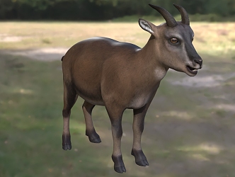 Balearic Islands Cave Goat Animals 3d model