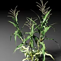 Healthy Corn Plants With Green Leaves And Tall Stems In Growth Stage