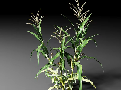 Healthy Corn Plants With Green Leaves And Tall Stems In Growth Stage 3d model