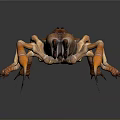 Brown and Orange Solifugae Arachnid With Large Pincers And Long Legs Close Up