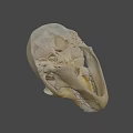 Primate Skull Anatomical Structure With Prominent Canine Teeth And Facial Features